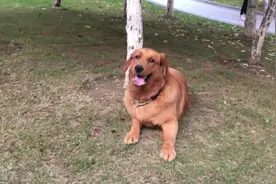 大金毛斗不过帅边牧，人家长得漂亮还比你聪明，这日子是没法过了图片