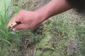 暴力钓黄鳝，上钩直接猛拉！图片