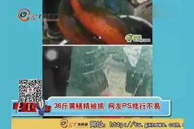 36斤黄鳝精被抓 网友PS修行不易!视频封面