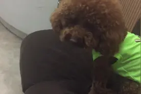 小泰迪专心听音乐，非要把歌听完了，才肯搭理主人图片