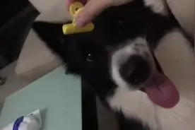 狗狗抢夹子，最后被主人捉弄了，是自己抢来的，哭着也要戴下去图片