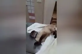 这只猫咪用除虫滴剂后引发神经中毒，不断颤抖差点死掉画面好心疼图片