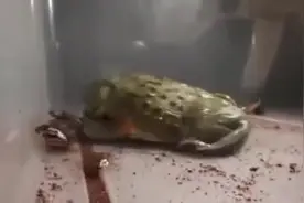 非洲牛蛙爆吃蟑螂，这速度真不是盖的图片