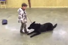 看看经过训练的德国牧羊犬，是如何保护小主人的？真是个好保镖！图片