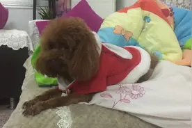 泰迪安静看电视，发现主人靠过来，一脸茫然，铲屎的在干嘛啊图片