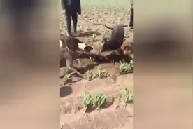 黑龙江发现30多斤大老鼠，四只狗都快打不过视频封面