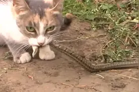 太凶残了，猫抓到一只蛇居然活活咬死生吞啊！视频封面