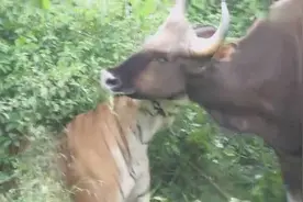 实拍猛虎与野牛的生死搏斗，老虎残忍啊！图片