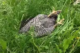 鸡，原来也是躺着睡