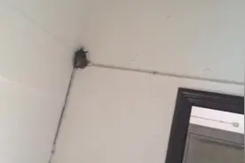 燕子来家里筑窝，“燕窝”里有6只小燕子图片