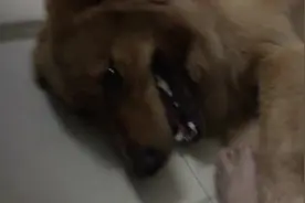 不好好睡觉的金毛被主人嫌弃，铲屎的脚丫子在面前，实在睡不着啊图片