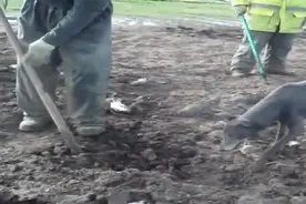 主人带着狗到地里捉老鼠，狗狗看到逃跑的老鼠瞬间就兴奋起来了图片