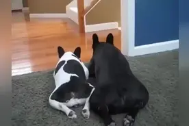 超萌法斗，生活中也是段子手图片