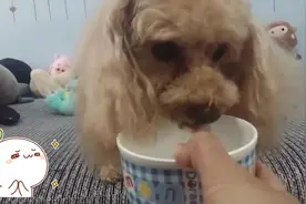 围观狗狗喝水，小萌汪竟然翻白眼，没见过别人喝水吗？图片