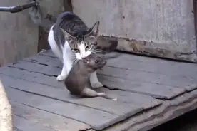 猫咪抓到一只大老鼠，放在门口送给主人当礼物！