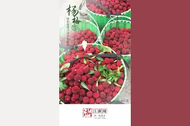 杨梅季丨瑞安高楼杨梅：朝发夕已至，露痕犹未干图片