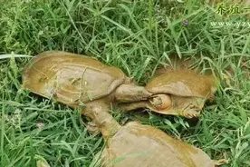 甲鱼养殖甲鱼养殖增效节料四妙招图片