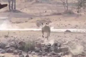 南非母狮狩猎不成反滑稽摔进泥坑图片