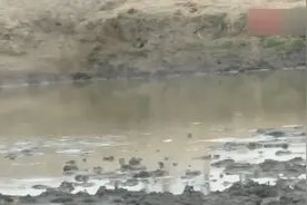 非洲旱季水源之战，牛死马活，找到这样的水源，狮子就能存活下去视频封面