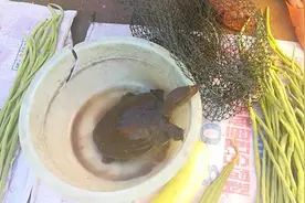 为什么野生甲鱼就那么贵呢？你能帮忙说原因吗？视频封面