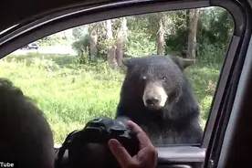 惊魂一刻:棕熊开车门吓坏美国一家人图片