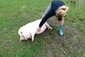 主人帮猪挠痒痒，站着挠不舒服这货直接躺下让主人挠视频封面