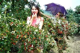 邵东翰林农庄：漫山遍野的杨梅果实鲜亮诱人图片