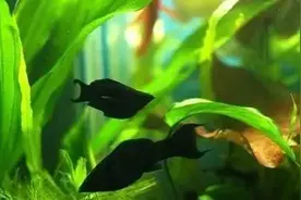 这个水尝着有点咸，可转海的淡水鱼和汽水鱼有哪些？图片