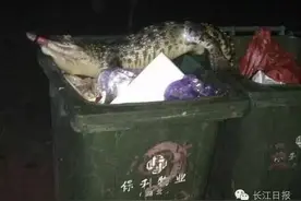 吓人！小区内惊现鳄鱼尸体，原来是家中养的宠物，最后连自己都怕了图片