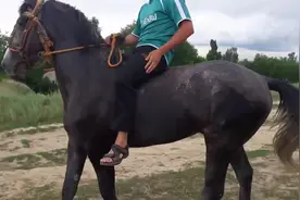 非常骏的一匹马，不用马鞍也能骑