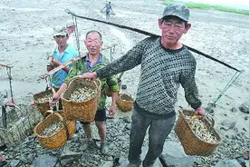 丁字湾海滩千斤蛏子上岸 10多元一斤本周上市图片