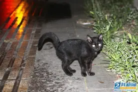 一个被主人抛弃、可怜的“小黑猫警长”，求收养图片