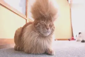 主人把猫咪打扮成杀马特，喵的内心是奔溃的