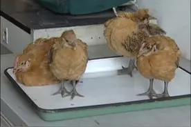 鸡马立克氏病的诊断识别与综合防治视频封面