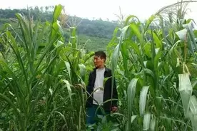 玉米心的叶子干枯，向里打卷怎么办？图片