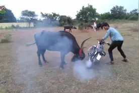 骑着摩托车在牛面前嘚瑟，最后被牛追得快没油了视频封面