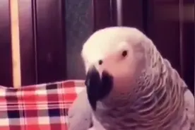 主人喂鹦鹉吃面包，嘴甜的鹦鹉不住嘴的夸主人漂亮，主人都脸红了