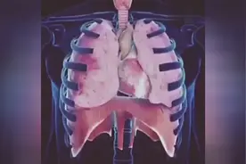 医学3D动画演示：心脏在人体内的解剖位置及心脏、肺和膈肌的运动