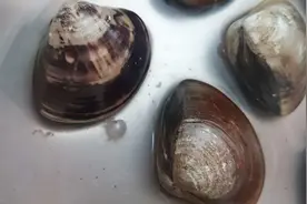 花蛤吐珍珠?!图片