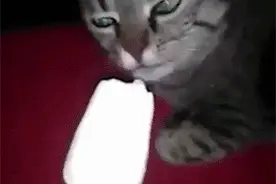 给喵星人吃了冰淇淋之后，这冰爽真过瘾！图片
