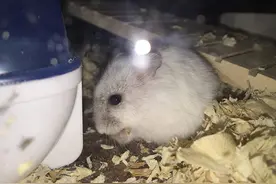 警惕！网购来源不明另类萌宠 有可能携带病菌，且还违法图片