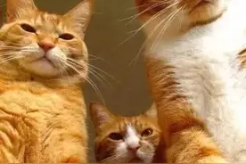 拉布拉多加入“扫黄小分队”后，日常画风...图片