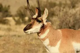 快有什么用，耐久才是王道——叉角羚图片