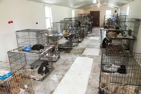 年老夫妇无执照经营动物收留所，环境脏乱差情况堪忧图片