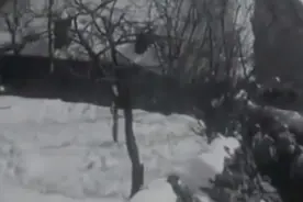 史上最威猛的“狗王”这是秒杀狼的节奏啊！图片