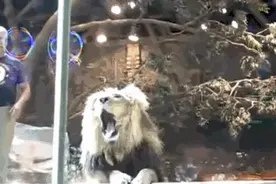 动物园里的狮子突然发狂扑向饲养员，这时母狮出现挽救了他的命图片