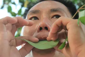 深圳一男子竟然能用树叶吹出美妙音乐图片