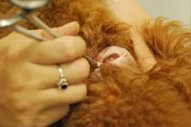 给狗狗定期清理耳道才会避免各种疾病，简单几个步骤完美护理！图片