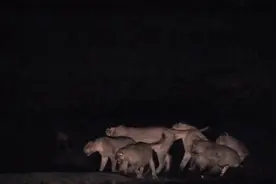 鬣狗围攻狮群，一头母狮被鬣狗猛攻啃咬而死，真实原因让人感动！图片