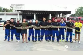 泰国人民为了猫猫狗狗大战巨蟒！图片